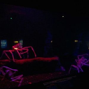 Japanese spider crab tank