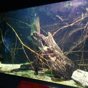 Electric eel/Cardinal tetra tank