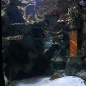 Red lionfish/Humpback grouper/Stonefish tank
