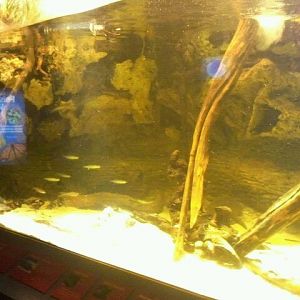 White-blotched river ray/Stinkpot turtle tank