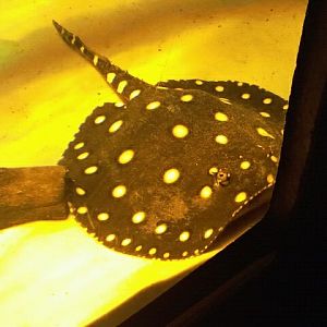 White-blotched river ray