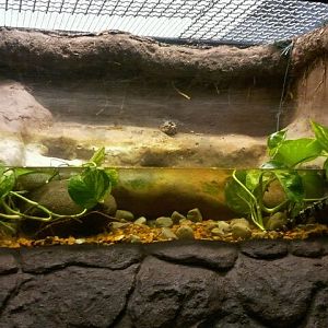 Siamese crocodile exhibit