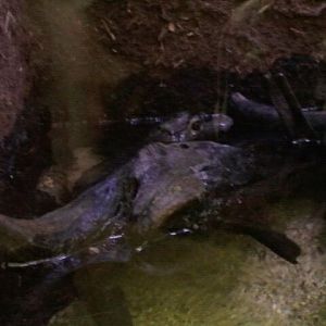 Spectacled caiman