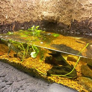 Morelet's Crocodile exhibit