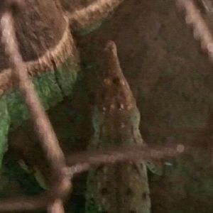 Orinoco Crocodile