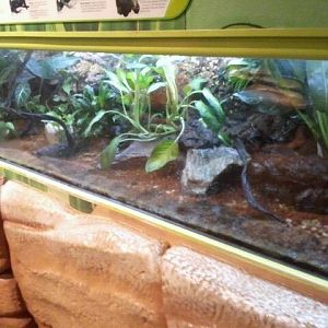 Waxy Monkey leaf frog, Blue poison, Red poison, Dyeing poison dart frog exh