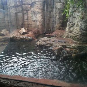 Asian small-clawed otter exhibit