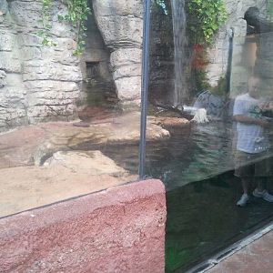 Asian small-clawed otter exhibit