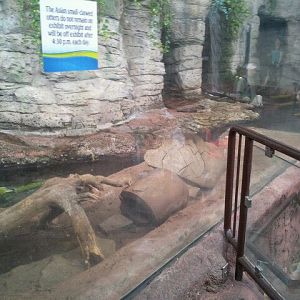 Asian small-clawed otter exhibit