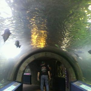 Amazon Flooded Forest