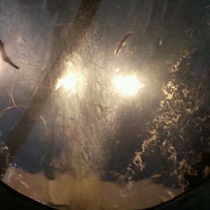 Amazon Flooded Forest ceiling viewing