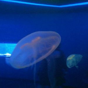 Moon Jellies
