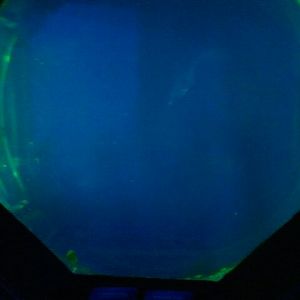 Colored and Spotted jellyfish exhibit