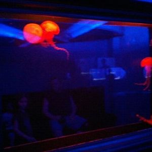 West coast sea nettle tank