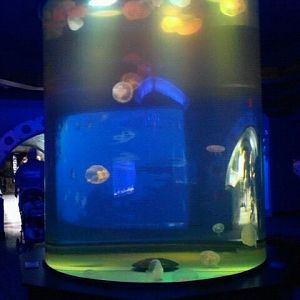 360 dg. Moon jellyfish tank