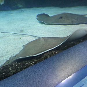 Southern stingrays
