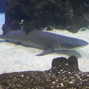 Mar. 2012-White-tip reef shark