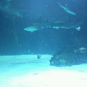 Mar. 2012-Surrounded by Sharks