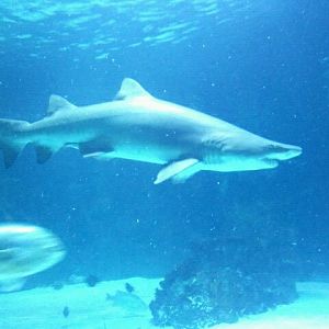 Mar. 2012-Danny the Sand tiger shark