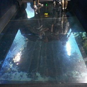 Mar. 2012-Surrounded by Sharks See-through Floor