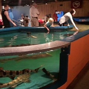 Mar. 2012-Shark Central