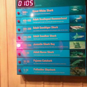 Mar. 2012-Shark Central