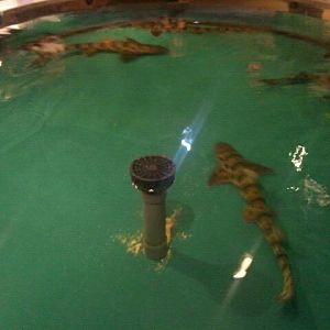Mar. 2012-Leopard sharks