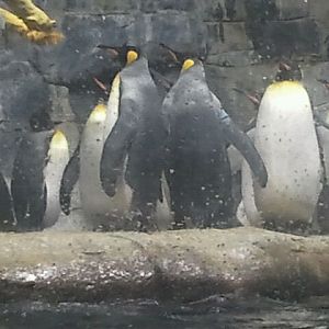 Mar. 2012-King penguins