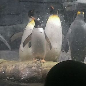 Mar. 2012-Gentoo and King penguins