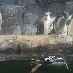 Mar. 2012-Chinstrap, Gentoo, and Macaroni penguins