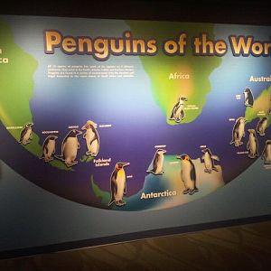 Mar. 2012-Penguin of the World