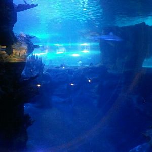 Mar. 2012-Surrounded by Sharks