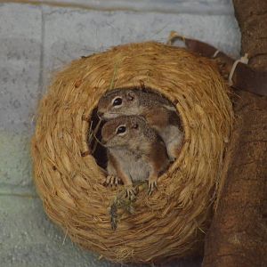 Harris's Antelope Squirrel