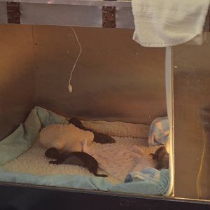 Newborn Giant Otters