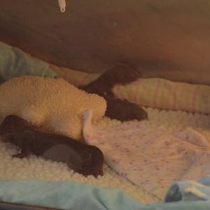 Newborn Giant Otters