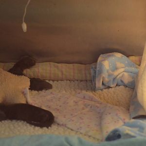 Newborn Giant Otters