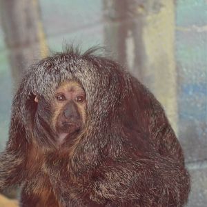 White-faced Saki