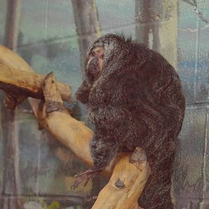 White-faced Saki