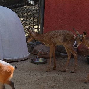 Peninsular Pronghorn Offspring