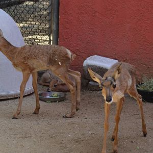 Peninsular Pronghorn Offspring