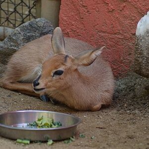 Steenbok Youngster