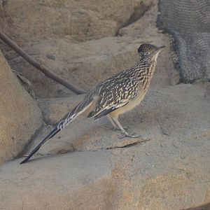 Roadrunner