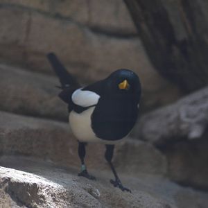 Yellow-billed Magpie