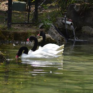 Black-necked Swans