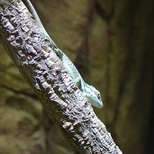 Oriente Knight Anole