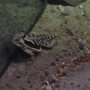 Mexican Giant Horned Lizard