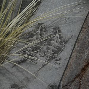 Mexican Giant Horned Lizards