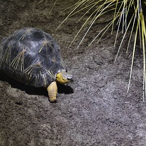 Radiated Tortoise