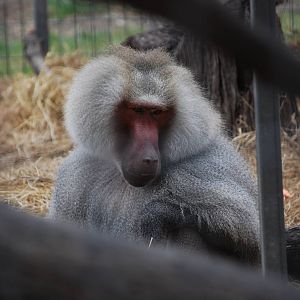 Hamadryas Baboon