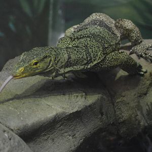 Gray's Monitor